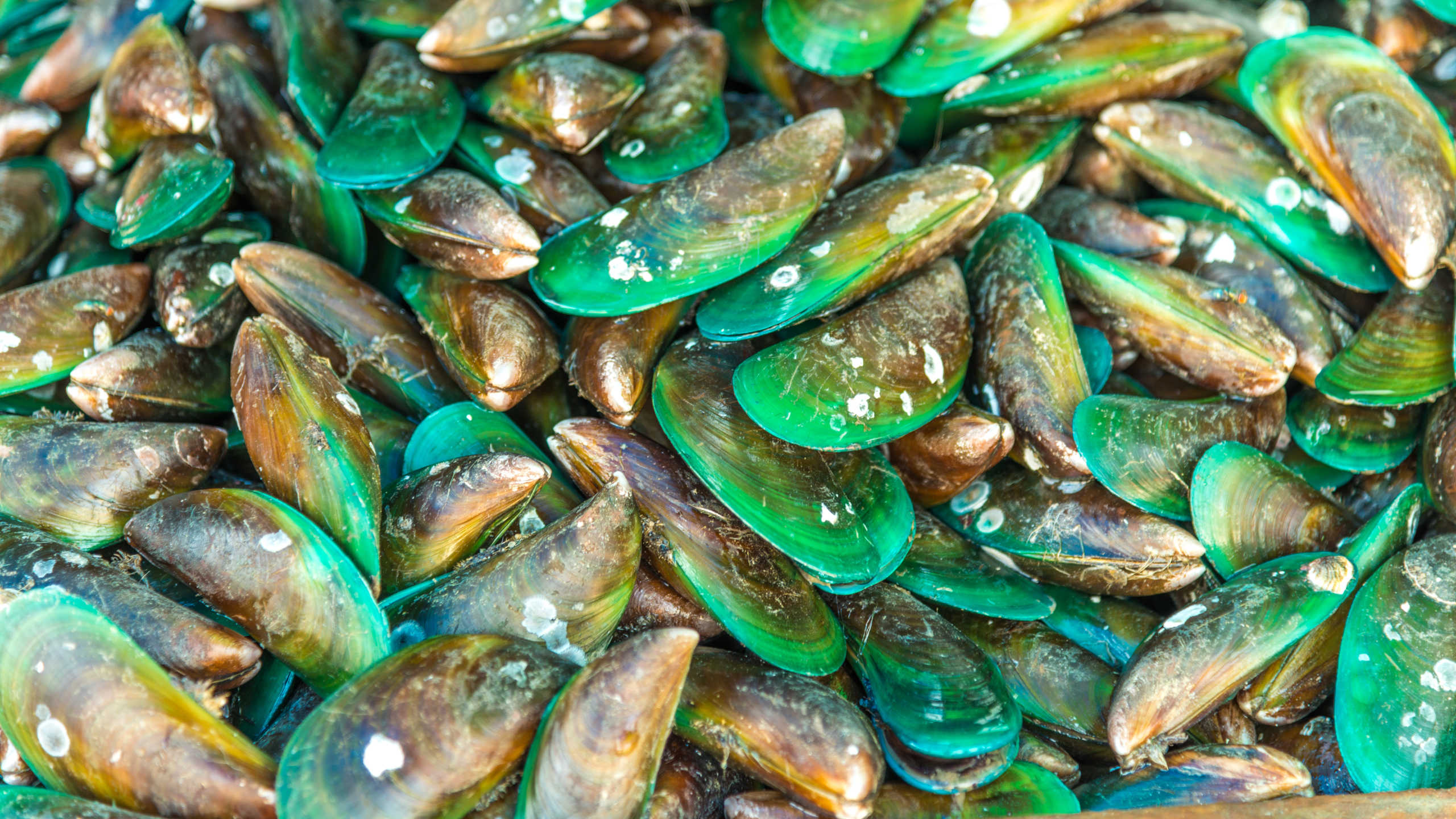 Greenshell Mussels мидии.
